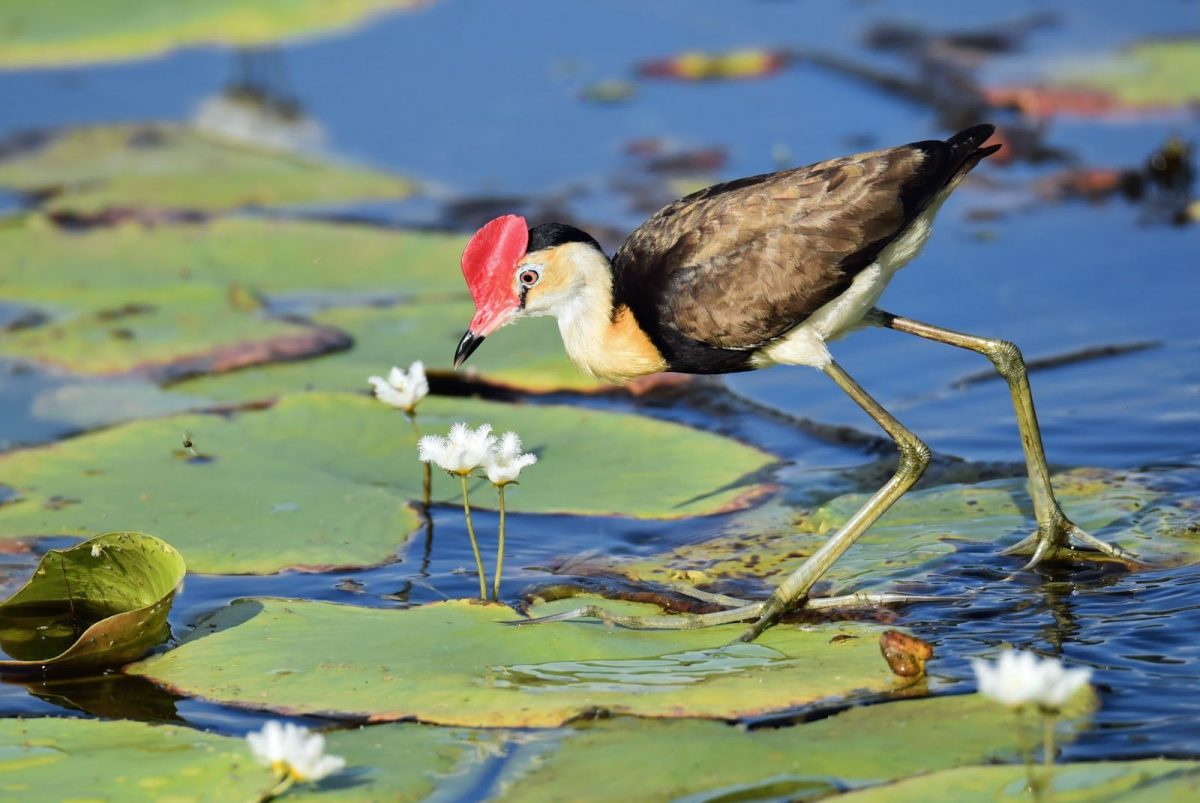 Here you can see a beautiful bird walking on lily pads. This is the type of nature you can expect to see in your area when you build your custom home at Woods of Alchrist.